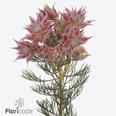 Serruria FLORIDA AYOBA RISING STAR 40 cm