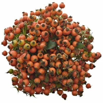 Šípek CONIC HIPHOP