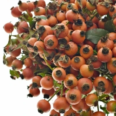 Šípek CONIC HIPHOP