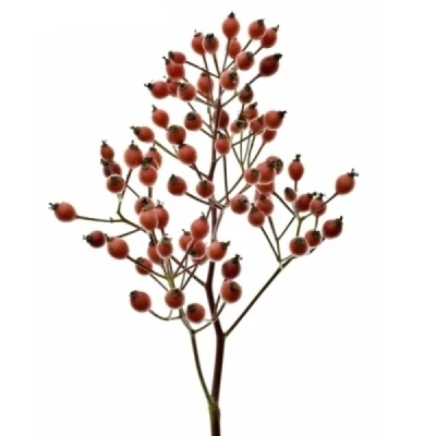 Šípek SEXY HIPHOP 50 cm