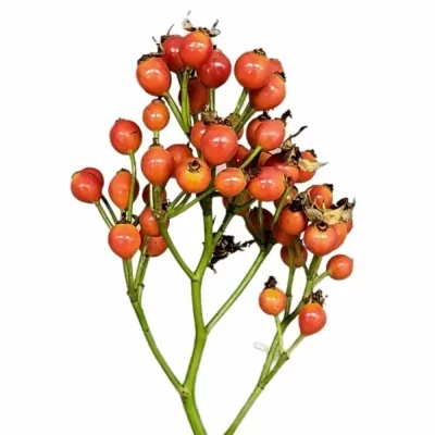 Šípková růže MAGICAL AUTUMNS FAME 35cm