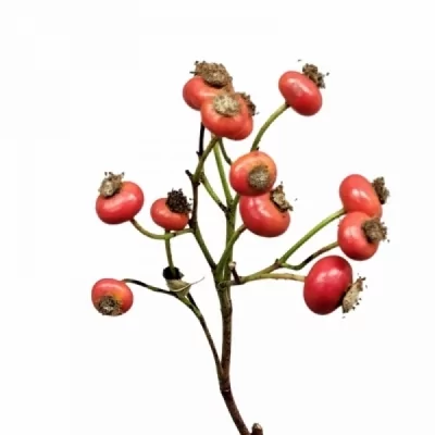 Šípková růže MAGICAL PASSOA 40cm