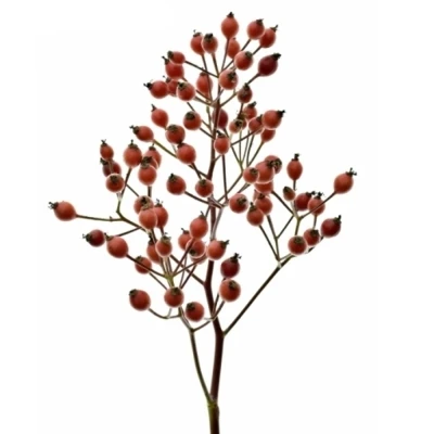 Šípková růže MAGICAL RED CASCADE 30 cm