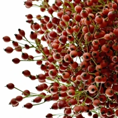 Šípková růže MAGICAL RED CASCADE