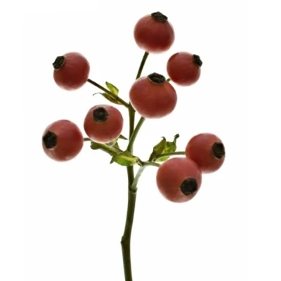 Šípková růže MANDARIN HIPHOP 30 cm