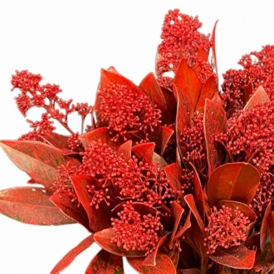 Skimie GLITTER RED 45cm