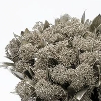 Skimie PLATINUM 45cm