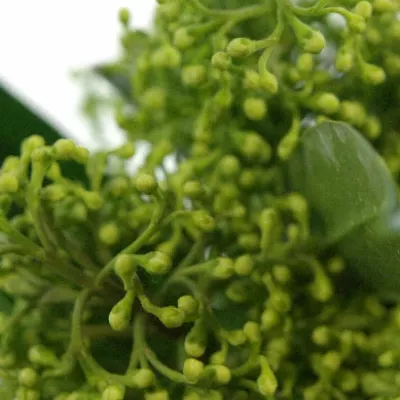 SKIMMIA KEW GREEN 20cm