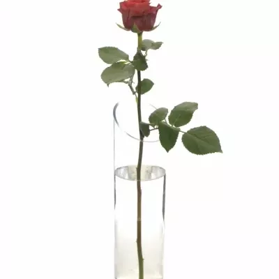 Skleněná váza CRAIG d10cm v40cm
