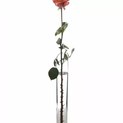 Skleněná váza CRAIG d7cm v60cm