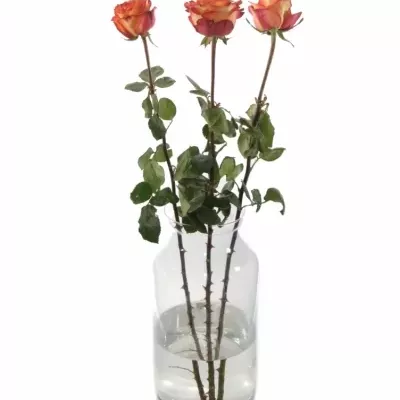 Skleněná váza LIZA d23cm v51cm