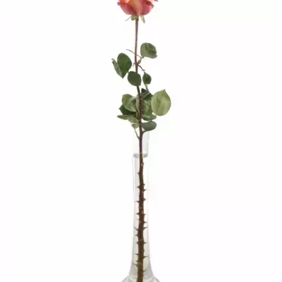 Skleněná váza PIPE d6cm v60cm