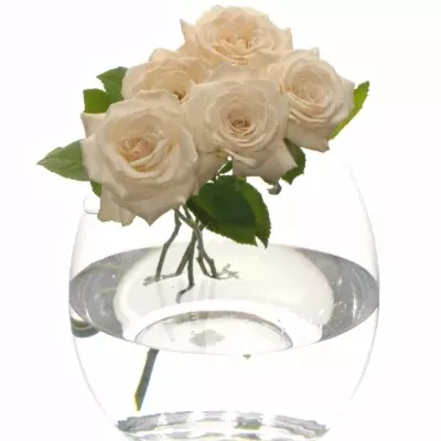 Skleněná váza SPIDER d16cm v25cm