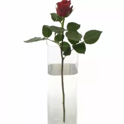 Skleněná váza SQROUND d12cm v42cm