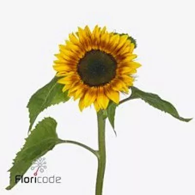 Slunečnice ANNUUS ORANGE MAHOGANY BICOLOUR 60cm