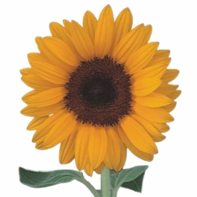 Slunečnice ANNUUS PREMIER ORANGE 80cm