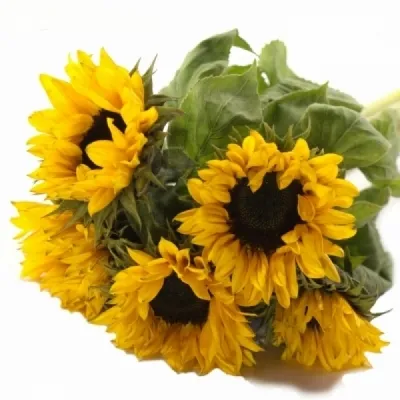 Slunečnice ANNUUS SOLANO ORANGE