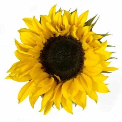 Slunečnice ANNUUS SOLANO ORANGE