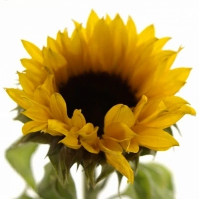 Slunečnice ANNUUS SOLANO ORANGE