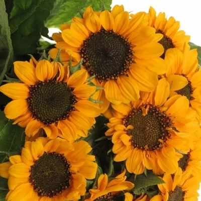 Slunečnice ANNUUS SONJA 55cm