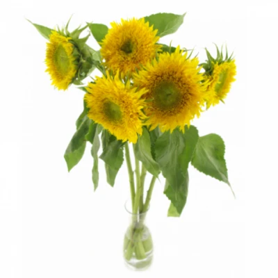 Slunečnice ANNUUS STARBUST PANACHE