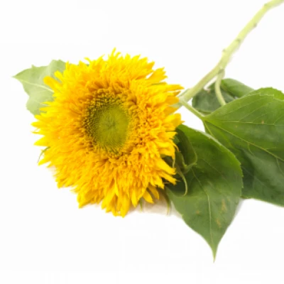 Slunečnice ANNUUS STARBUST PANACHE