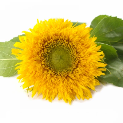 Slunečnice ANNUUS STARBUST PANACHE