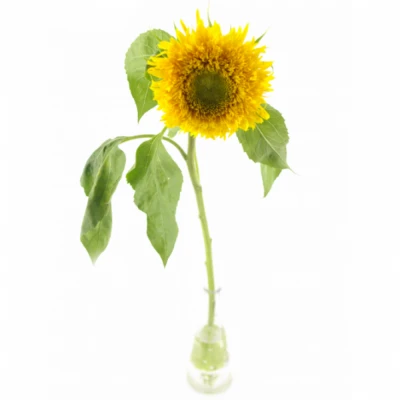 Slunečnice ANNUUS STARBUST PANACHE