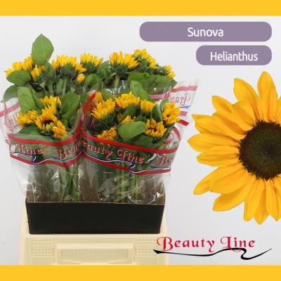 Slunečnice ANNUUS SUNOVA