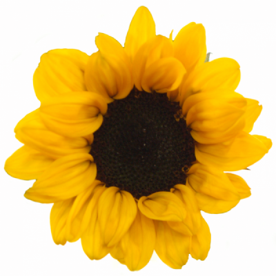 Slnečnica annuus SUNOVA 50 cm