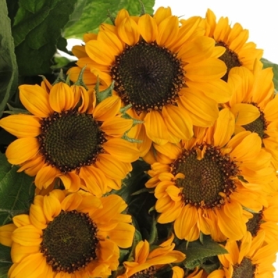 Slnečnica annuus SUNOVA 40 cm