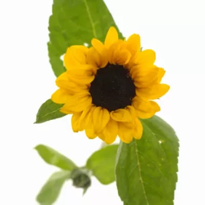 Slunečnice ANNUUS SUNRICH GOLD