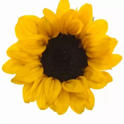 Slunečnice ANNUUS SUNRICH GOLD 60cm