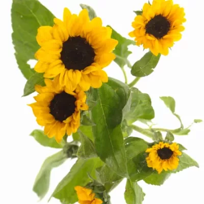 Slunečnice ANNUUS SUNRICH GOLD