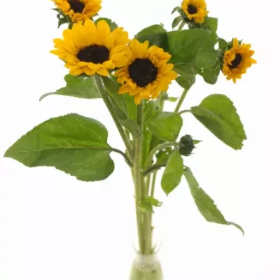 Slunečnice ANNUUS SUNRICH GOLD