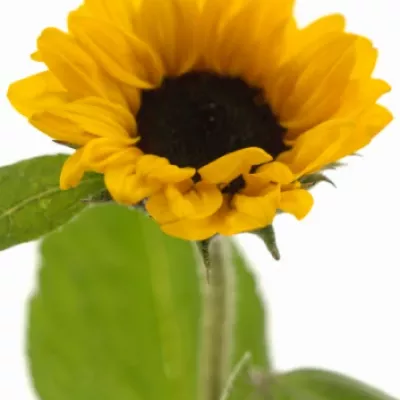 Slunečnice ANNUUS SUNRICH GOLD