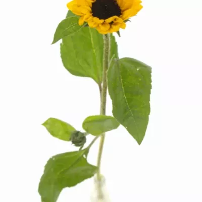 Slunečnice ANNUUS SUNRICH GOLD