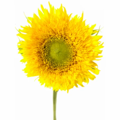 Slunečnice ANNUUS SUN KING 60cm