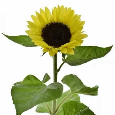 Slunečnice ANNUUS SUNRICH LEMON 50cm