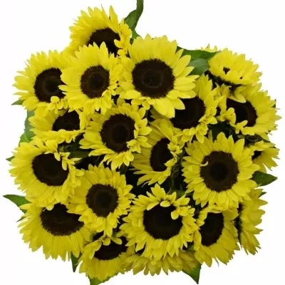 Slunečnice ANNUUS SUNRICH LEMON 80cm