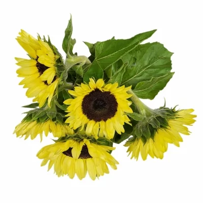 Slunečnice ANNUUS SUNRICH LIMONCELLO