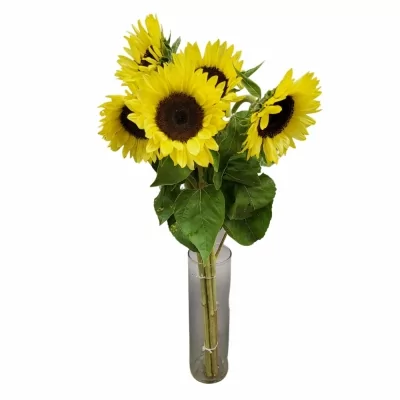 Slunečnice ANNUUS SUNRICH LIMONCELLO