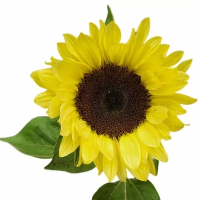 Slunečnice ANNUUS SUNRICH LIMONCELLO 60cm