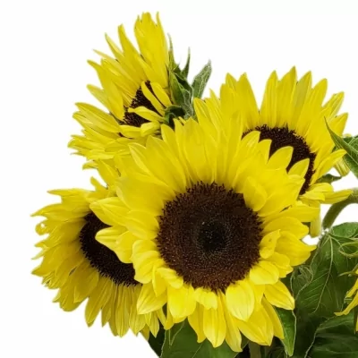 Slunečnice ANNUUS SUNRICH LIMONCELLO