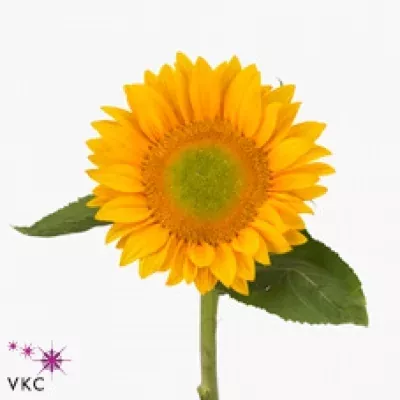 Slunečnice ANNUUS VINCENTS FRESH 80cm