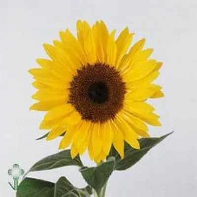 Slunečnice FINE RICH 60cm