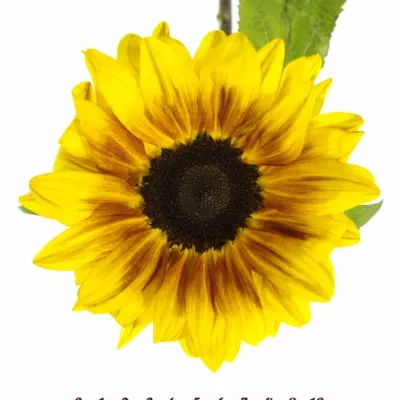 Slunečnice FLAME 80cm