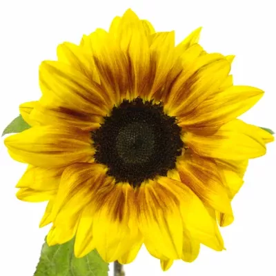 Slunečnice ANNUUS FLAME 60cm