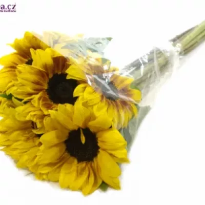 Slunečnice FLAME 80cm