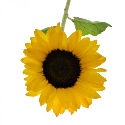 Slunečnice ORANGE FIRE